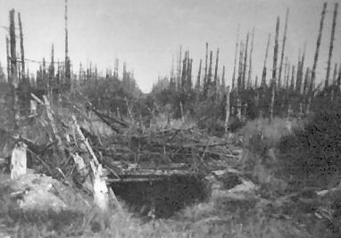 LOG COVERED BUNKER IN THE HUERTGEN FOREST