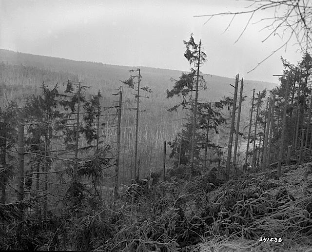 Damaged Trees