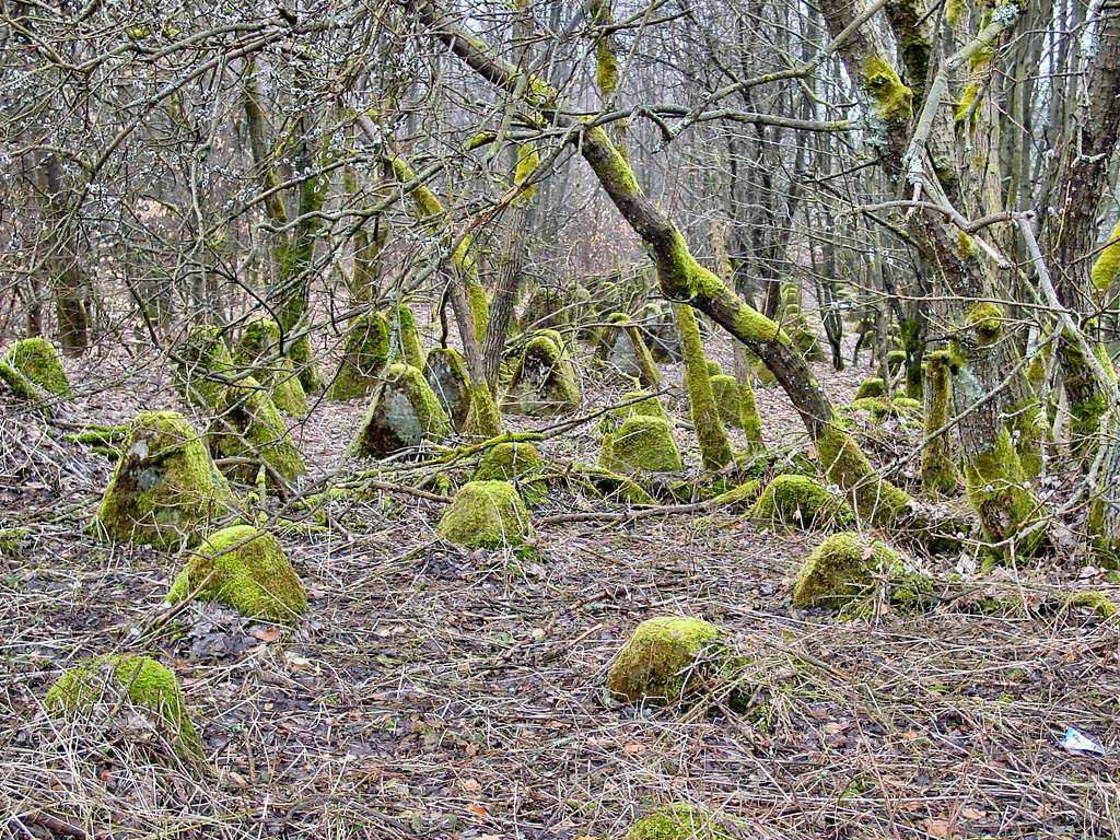 Dragon's Teeth Udenbreth